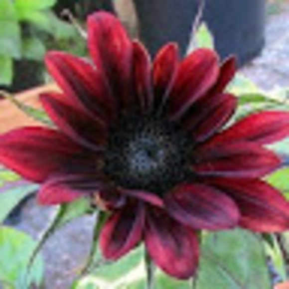 Meet your Posher, C - Picture 1 of 1